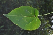<strong>Malvaceae - Thespesia populnea - (L.) Sol. ex Corrêa</strong><br />© Sarrailh Jean-Michel / CIRAD