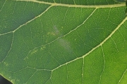 <strong>Malvaceae - Thespesia populnea - (L.) Sol. ex Corrêa</strong><br />© Sarrailh Jean-Michel / CIRAD