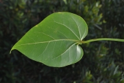 <strong>Malvaceae - Thespesia populnea - (L.) Sol. ex Corrêa</strong><br />© Sarrailh Jean-Michel / CIRAD