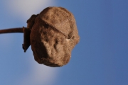<strong>Malvaceae - Thespesia populnea - (L.) Sol. ex Corrêa</strong><br />© Sarrailh Jean-Michel / CIRAD