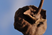 <strong>Malvaceae - Thespesia populnea - (L.) Sol. ex Corrêa</strong><br />© Sarrailh Jean-Michel / CIRAD