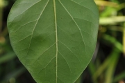 <strong>Malvaceae - Thespesia populnea - (L.) Sol. ex Corrêa</strong><br />© Sarrailh Jean-Michel / CIRAD