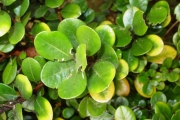 <strong>Meliaceae - Turraea ovata - (Cav.) Harms</strong><br />© Sarrailh Jean-Michel / CIRAD