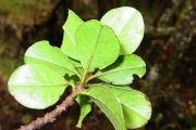 <strong>Meliaceae - Turraea ovata - (Cav.) Harms</strong><br />© Sarrailh Jean-Michel / CIRAD