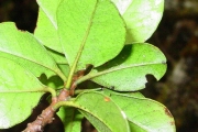 <strong>Meliaceae - Turraea ovata - (Cav.) Harms</strong><br />© Sarrailh Jean-Michel / CIRAD