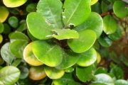 <strong>Meliaceae - Turraea ovata - (Cav.) Harms</strong><br />© Sarrailh Jean-Michel / CIRAD