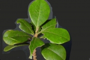 <strong>Meliaceae - Turraea ovata - (Cav.) Harms</strong><br />© Sarrailh Jean-Michel / CIRAD