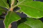 <strong>Meliaceae - Turraea ovata - (Cav.) Harms</strong><br />© Sarrailh Jean-Michel / CIRAD