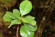 <strong>Meliaceae - Turraea ovata - (Cav.) Harms</strong><br />© Sarrailh Jean-Michel / CIRAD