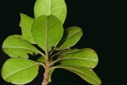 <strong>Meliaceae - Turraea ovata - (Cav.) Harms</strong><br />© Sarrailh Jean-Michel / CIRAD