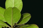 <strong>Meliaceae - Turraea ovata - (Cav.) Harms</strong><br />© Sarrailh Jean-Michel / CIRAD