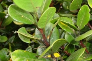 <strong>Meliaceae - Turraea ovata - (Cav.) Harms</strong><br />© Sarrailh Jean-Michel / CIRAD
