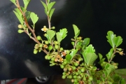 <strong>Meliaceae - Turraea thouarsiana - (Baill.) Cavaco & Keraudren</strong><br />© Sarrailh Jean-Michel / CIRAD