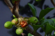 <strong>Meliaceae - Turraea thouarsiana - (Baill.) Cavaco & Keraudren</strong><br />© Sarrailh Jean-Michel / CIRAD