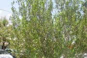 <strong>Meliaceae - Turraea thouarsiana - (Baill.) Cavaco & Keraudren</strong><br />© Sarrailh Jean-Michel / CIRAD