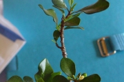 <strong>Meliaceae - Turraea thouarsiana - (Baill.) Cavaco & Keraudren</strong><br />© Sarrailh Jean-Michel / CIRAD