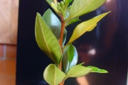 <strong>Meliaceae - Turraea thouarsiana - (Baill.) Cavaco & Keraudren</strong><br />© Sarrailh Jean-Michel / CIRAD