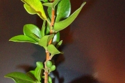 <strong>Meliaceae - Turraea thouarsiana - (Baill.) Cavaco & Keraudren</strong><br />© Sarrailh Jean-Michel / CIRAD
