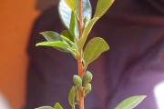 <strong>Meliaceae - Turraea thouarsiana - (Baill.) Cavaco & Keraudren</strong><br />© Sarrailh Jean-Michel / CIRAD