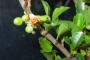 <strong>Meliaceae - Turraea thouarsiana - (Baill.) Cavaco & Keraudren</strong><br />© Sarrailh Jean-Michel / CIRAD