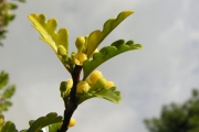 <strong>Meliaceae - Turraea thouarsiana - (Baill.) Cavaco & Keraudren</strong><br />© Sarrailh Jean-Michel / CIRAD