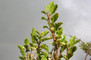 <strong>Meliaceae - Turraea thouarsiana - (Baill.) Cavaco & Keraudren</strong><br />© Sarrailh Jean-Michel / CIRAD
