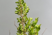 <strong>Meliaceae - Turraea thouarsiana - (Baill.) Cavaco & Keraudren</strong><br />© Sarrailh Jean-Michel / CIRAD