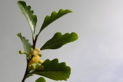 <strong>Meliaceae - Turraea thouarsiana - (Baill.) Cavaco & Keraudren</strong><br />© Sarrailh Jean-Michel / CIRAD