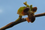 <strong>Meliaceae - Turraea thouarsiana - (Baill.) Cavaco & Keraudren</strong><br />© Sarrailh Jean-Michel / CIRAD