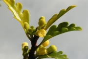 <strong>Meliaceae - Turraea thouarsiana - (Baill.) Cavaco & Keraudren</strong><br />© Sarrailh Jean-Michel / CIRAD