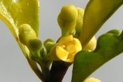 <strong>Meliaceae - Turraea thouarsiana - (Baill.) Cavaco & Keraudren</strong><br />© Sarrailh Jean-Michel / CIRAD