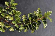 <strong>Meliaceae - Turraea thouarsiana - (Baill.) Cavaco & Keraudren</strong><br />© Sarrailh Jean-Michel / CIRAD