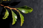 <strong>Meliaceae - Turraea thouarsiana - (Baill.) Cavaco & Keraudren</strong><br />© Sarrailh Jean-Michel / CIRAD