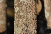 <strong>Meliaceae - Turraea thouarsiana - (Baill.) Cavaco & Keraudren</strong><br />© Sarrailh Jean-Michel / CIRAD