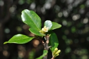 <strong>Meliaceae - Turraea thouarsiana - (Baill.) Cavaco & Keraudren</strong><br />© Sarrailh Jean-Michel / CIRAD