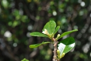 <strong>Meliaceae - Turraea thouarsiana - (Baill.) Cavaco & Keraudren</strong><br />© Sarrailh Jean-Michel / CIRAD