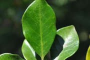 <strong>Meliaceae - Turraea thouarsiana - (Baill.) Cavaco & Keraudren</strong><br />© Sarrailh Jean-Michel / CIRAD