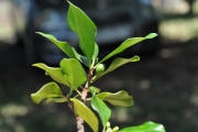 <strong>Meliaceae - Turraea thouarsiana - (Baill.) Cavaco & Keraudren</strong><br />© Sarrailh Jean-Michel / CIRAD