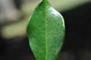 <strong>Meliaceae - Turraea thouarsiana - (Baill.) Cavaco & Keraudren</strong><br />© Sarrailh Jean-Michel / CIRAD