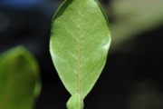 <strong>Meliaceae - Turraea thouarsiana - (Baill.) Cavaco & Keraudren</strong><br />© Sarrailh Jean-Michel / CIRAD