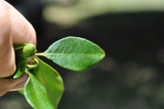 <strong>Meliaceae - Turraea thouarsiana - (Baill.) Cavaco & Keraudren</strong><br />© Sarrailh Jean-Michel / CIRAD