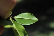 <strong>Meliaceae - Turraea thouarsiana - (Baill.) Cavaco & Keraudren</strong><br />© Sarrailh Jean-Michel / CIRAD