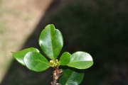 <strong>Meliaceae - Turraea thouarsiana - (Baill.) Cavaco & Keraudren</strong><br />© Sarrailh Jean-Michel / CIRAD
