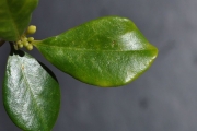 <strong>Meliaceae - Turraea thouarsiana - (Baill.) Cavaco & Keraudren</strong><br />© Sarrailh Jean-Michel / CIRAD