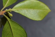 <strong>Meliaceae - Turraea thouarsiana - (Baill.) Cavaco & Keraudren</strong><br />© Sarrailh Jean-Michel / CIRAD