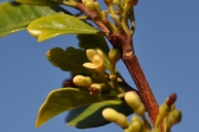 <strong>Meliaceae - Turraea thouarsiana - (Baill.) Cavaco & Keraudren</strong><br />© Sarrailh Jean-Michel / CIRAD