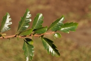 <strong>Meliaceae - Turraea thouarsiana - (Baill.) Cavaco & Keraudren</strong><br />© Sarrailh Jean-Michel / CIRAD