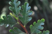 <strong>Meliaceae - Turraea thouarsiana - (Baill.) Cavaco & Keraudren</strong><br />© Sarrailh Jean-Michel / CIRAD