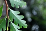 <strong>Meliaceae - Turraea thouarsiana - (Baill.) Cavaco & Keraudren</strong><br />© Sarrailh Jean-Michel / CIRAD