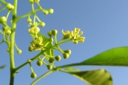 <strong>Rutaceae - Vepris lanceolata - (Lam.) G. Don</strong><br />© Sarrailh Jean-Michel / CIRAD